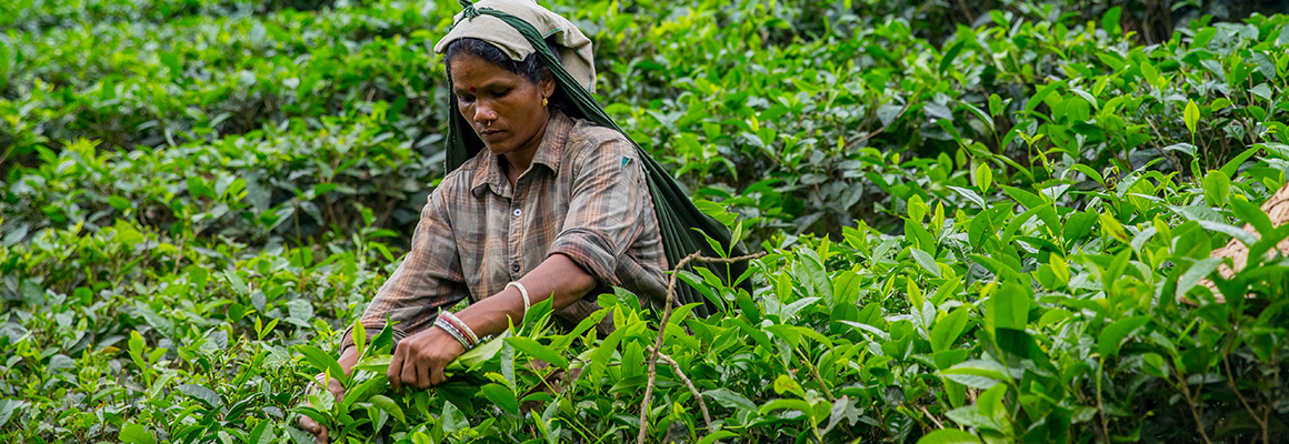 tea garden worker