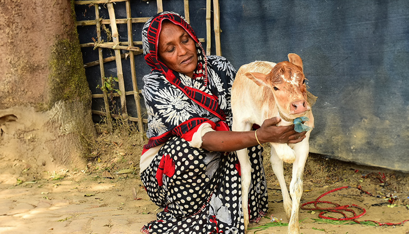 a woman, (a VDO Co-operative member) with a young calf