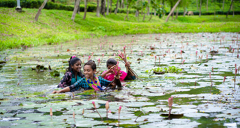 3 women in a pond filled with lotus